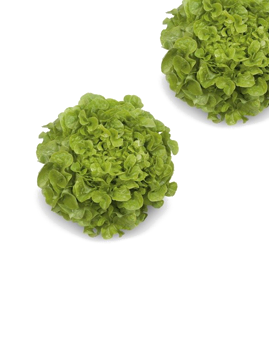 3G Floritech Lettuce